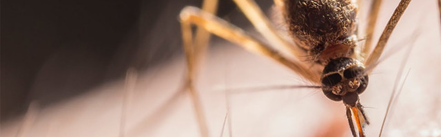 Genetski modifikovani komarci na Floridi