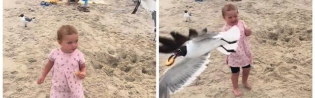 Devojčica na teži način naučila da galebovi nisu za šalu, za tren oka ostala bez ukusne užine (VIDEO)