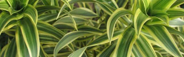 Sobna biljka koja se lako neguje: Odlično podnosi zanemarivanje i raste kad sve druge uvenu