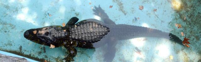 Najstarija zver u Beo zoo vrtu i dalje pokazuje snagu i šarm: Muja, beogradski aligator postao sinonim za dugovečnost - preživeo amputaciju, rat i skoro ceo vek