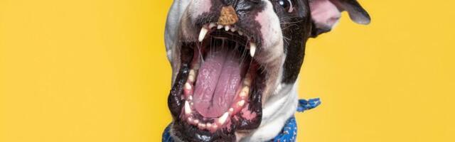 Zašto moj pas LAJE BAŠ OVAKO: Pet vrsta laveža koji otkrivaju šta ljubimac oseća, želi ili ne voli