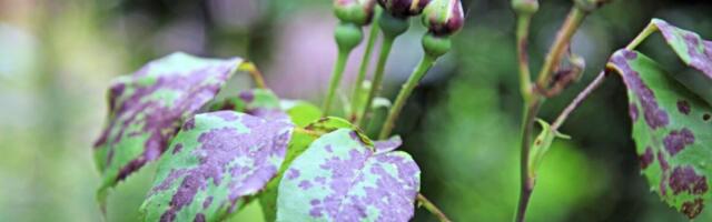 Jedna stvar iz frižidera spasiće vaše ruže crnih pega: Napravite rastvor koji će ih oživeti za tili čas