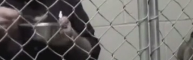 Doktor je prevario DNK testove, a ono što je uradio to zdravom čoveku ne bi palo na pamet!