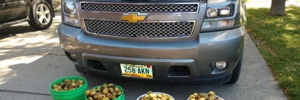 Čudna priča o čovekovom automobilu i vrednoj veverici