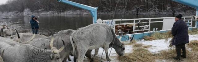 SPASAVANJE ZAROBLJENIH ŽIVOTINJA SA KRČEDINSKE ADE I DALJE U TOKU! Sa ostrva spaseno još 20 grla!