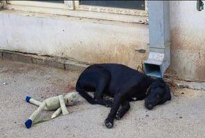 Prihvatilište za pse u Nišu proširuje kapacitete za 100 odsto