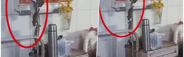 OVAJ SNIMAK IZAZIVA MUČNINU, LJUDI U ŠOKU: Bolnica iz horor filma, pacovi pored lekova, pokušavaju da pocepaju kesu sa hranom u Indiji (VIDEO)