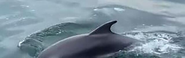 Ženka delfina, koja je u reci okotila mrtvo mladunče, pronađena mrtva na ušću: Tužan kraj lepotice iz Hrvatske