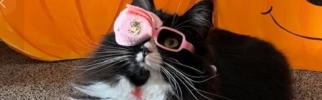 Optičar je naučio životinju da nosi naočare kako bi pomogla deci u prihvatanju nošenja istih