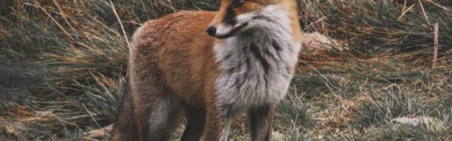 NESVAKIDAŠNJI SLUČAJ U ČAČANSKOJ BOLNICI: Lisica "šenlučila" po kuhinji, svratila lepo na doručak