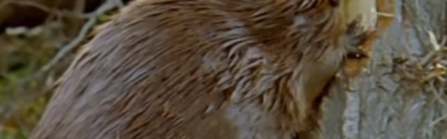 Nakon jednog veka u prestonicu se vratila ova životinja