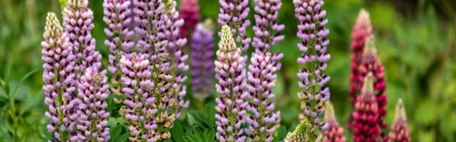 Samo 2 sastojka i vaše biljke bujaće kao lude, a cvetovi će biti lepši nego ikada