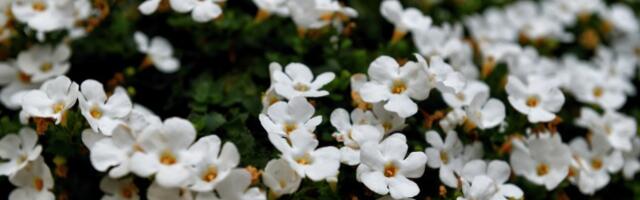 Najlepša puzavica! Balkonska lepotica koja cveta sve do prvog mraza (FOTO)