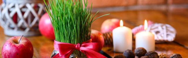 Tajna bujne božićne pšenice: Otkrivamo da li je bolje posaditi je u zemlju ili u vatu