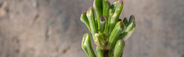 Novi trend u domovima: Sobna biljka "Šrekove uši" osvajaju Instagram (FOTO)