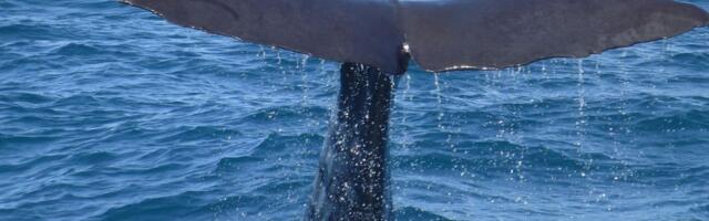 VIDEO: Neverovatan snimak prikazuje kako se ulješure okupljaju da pomognu pri rađanju mladunca