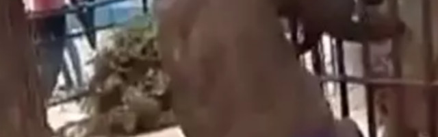 Radnik zoo vrta želeo da impresionira posetioce, pa se uhvatio u koštac sa opakom zveri (UZNEMIRUJUĆI SNIMAK)