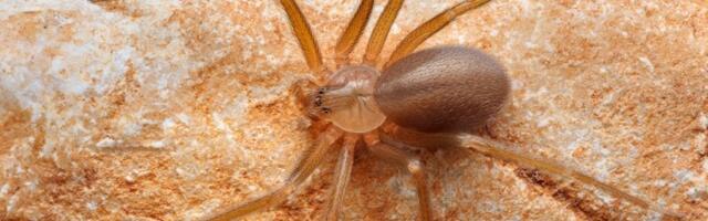 Porodica je 5 godina nesvesno živela sa više od 2.000 paukova, a ono što su naučnici otkrili ZAPANJILO je sve