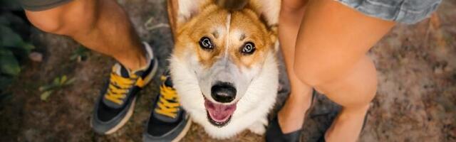 Naučnici predstavili pilulu koja usporava starenje ljubimaca