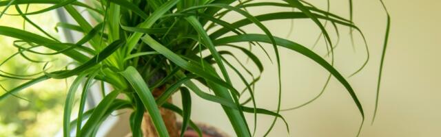 Idealna biljka za lenje baštovane! Ne traži previše nege, a zimi se MINIMALNO ZALIVA (FOTO)