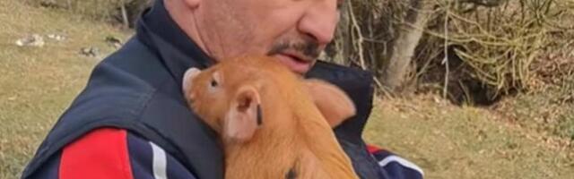 "Ovo se prase zove Ratko, njemu je u krilu uvek slatko": Jovica za svaku svoju životinju ima spremnu pesmicu