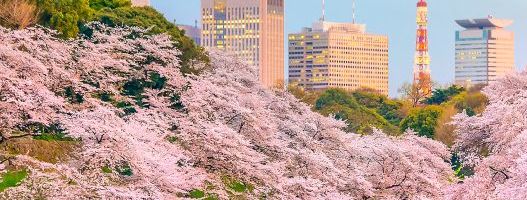 Tužno proleće u Tokiju: Fotografije jednog od najveličanstvenijih gradova pre i tokom pandemije