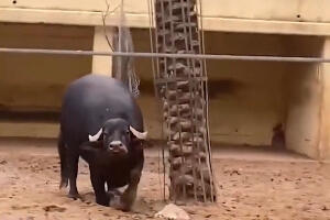 Фердинанд спасилац