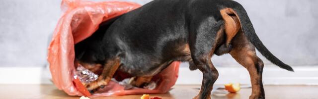 Pseće "šale i pošalice": Ljubimci vole da se poigravaju sa vlasnicima i često im "serviraju" OVE SMICALICE