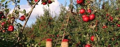 U topličkom kraju odličan rod jabuka i krušaka, a nema organizovanog otkupa