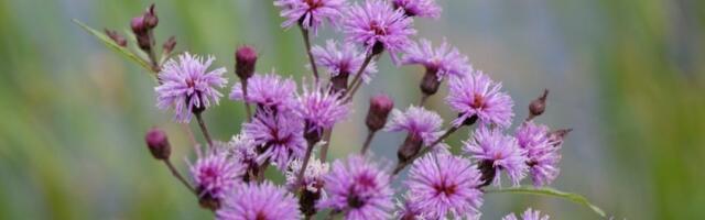 Nazvana po bendu, obožava svaku kuću: Biljka koja se lako neguje, a otporna je na sve bolesti