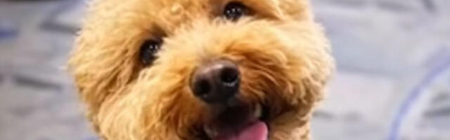 Жена ухапшена на аеродрому, оставила пса код шалтера за карте