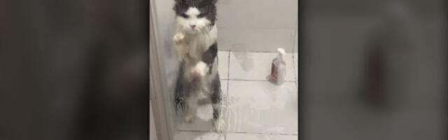 JOOJ Mačak beži iz tuš kabine (VIDEO)