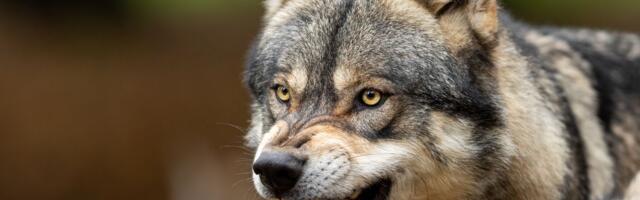 Vuk pobegao u ZOO vrtu u Tokiju