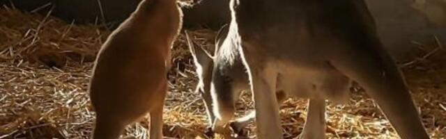 Zašto kengur ne može da hoda i da skoči unazad? Nema šanse da znate za RAZLOG - promene su baš OGROMNE