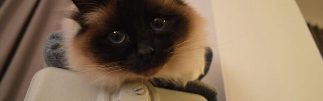 Jedna evropska zemlja ima novi zakon: Ostavljanje mačke bez nadzora je kazneno delo