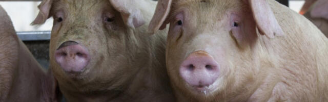 Велика шпанска индустрија меса тражи спас од афричке свињске куге