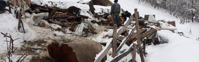 Туга у Бродареву: Од силине снега срушио се кров на штали, угушиле се три краве, а ветеринари боре за живот четврте