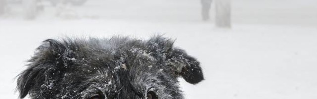 Da li više neće biti snega u 2100? Pogledali smo izveštaj Instituta za zaštitu životne sredine