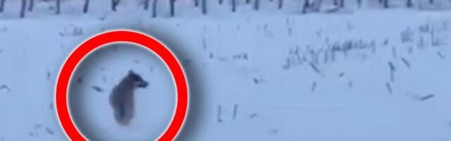 DIVLJE ZVERI KOLJU SVE REDOM: Niko im ništa ne može jer su zaštićena vrsta, ali USKORO SE SVE MENJA