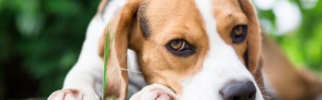 Najgluplji psi! Ovih pet rasa najteže su za dresiranje (FOTO)