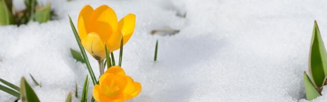 RHMZ izdao upozorenje: Padaće sneg 10 cm! Cela Srbija pod meteoalarmom