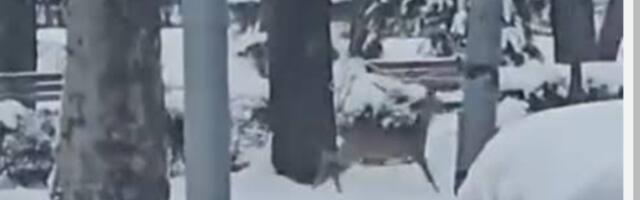 Nesvakidašnji prizor – srna trčkara gradskim parkom u Kraljevu (VIDEO)
