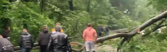 OLUJA ČUPA DRVEĆE NA FRUŠKOJ GORI Stablo palo na put, saobraćaj u kolapsu! Ljudi pokušavaju da ga pomere (VIDEO)