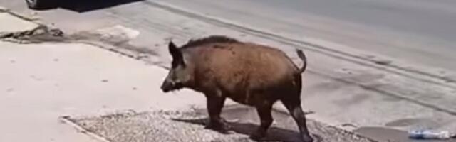 Divlja svinja ušetala u Mrčajevce pa se okupala (VIDEO)