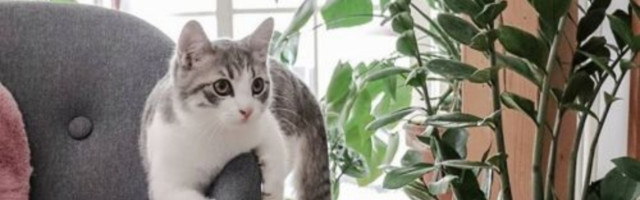 Kućne biljke koje su savršeno bezbedne za vašu mačku ljubimicu