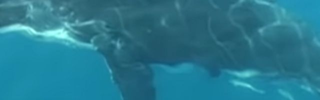 Devojka otišla na ronilački izlet, a onda su pored nje izronila dva džinovska morska sisara! Hitno prevezena u bolnicu!