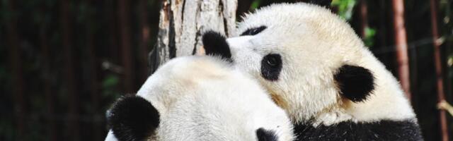 Nova runda „panda diplomatije“: Kina posle dve decenije šalje džinovske medvede u SAD