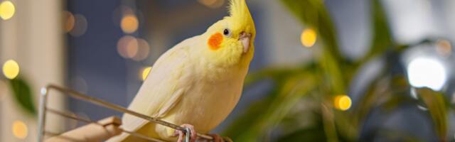 Najveći RIZICI respiratornog zdravlja ptica: Od prašine i amonijaka do virusa i bakterija u domu