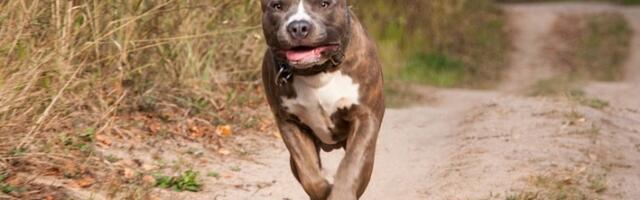 Staford napao ženu i mladića u Nišu, hitno prebačeni u bolnicu