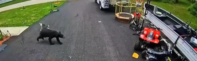 "UGRIZLA GA ZA ZADNJICU..." Razjareni medved nasrnuo na dečaka, on se ukočio u mestu, a onda je uleteo... (VIDEO)